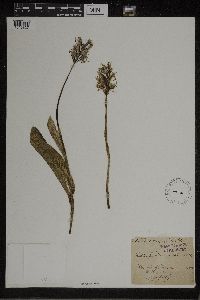 Image of Orchis tephrosanthos