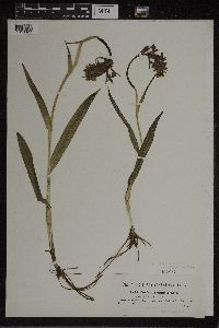 Image of Orchis traunsteineri