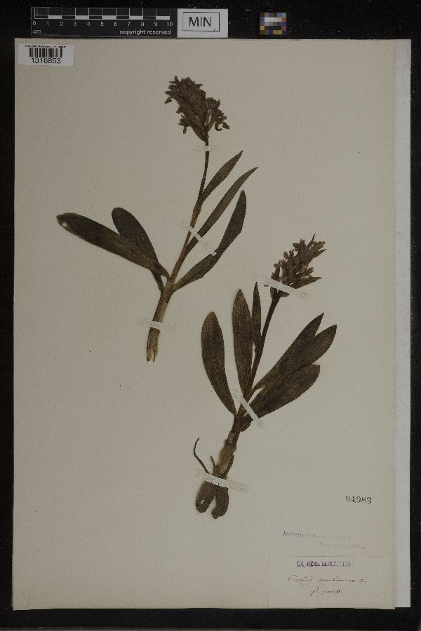 Dactylorhiza romana image