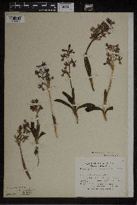 Orchis anatolica image