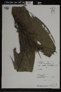 Palmorchis lobulata image