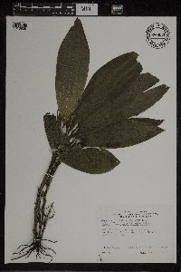 Palmorchis lobulata image