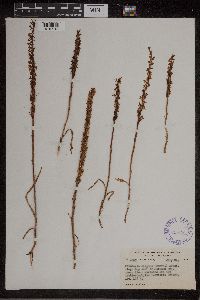 Image of Piperia elegans