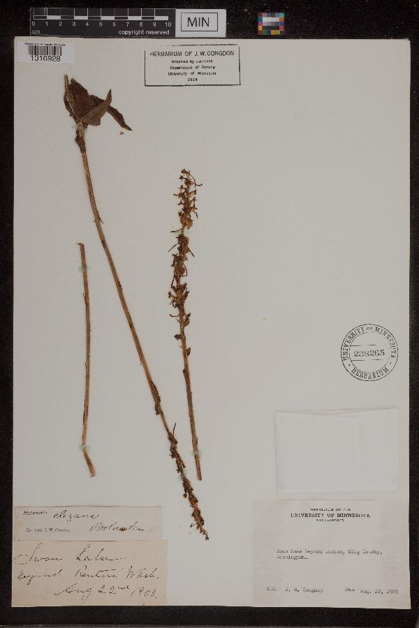 Piperia elegans image