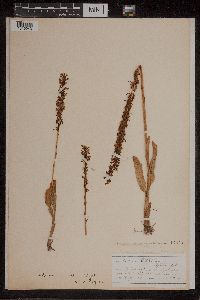 Piperia elegans var. elegans image