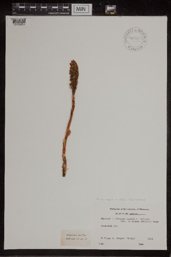 Piperia elegans var. elegans image