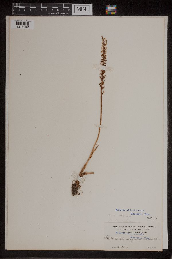 Piperia unalascensis image