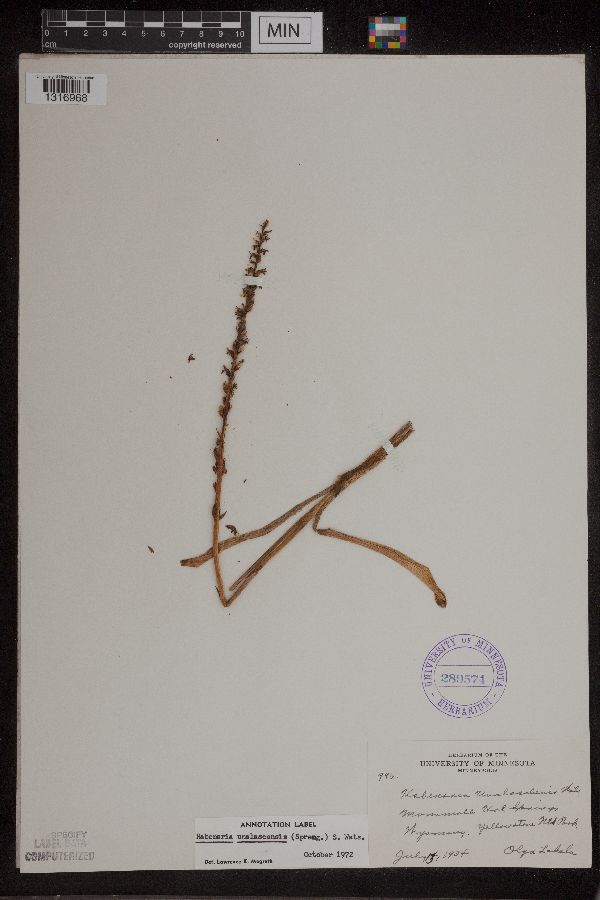 Piperia unalascensis image