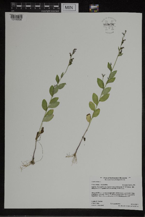 Lobelia inflata image