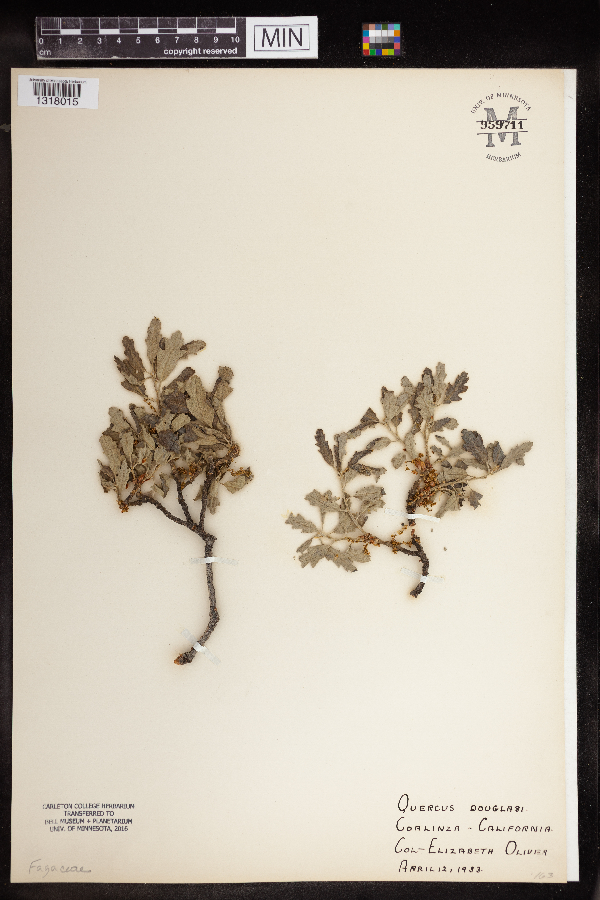 Quercus douglasii image