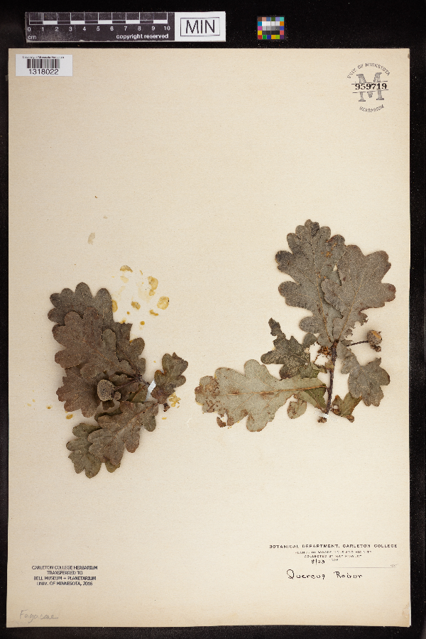 Quercus robur image