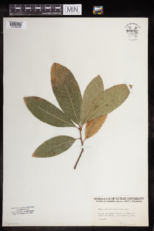 Quercus imbricaria image