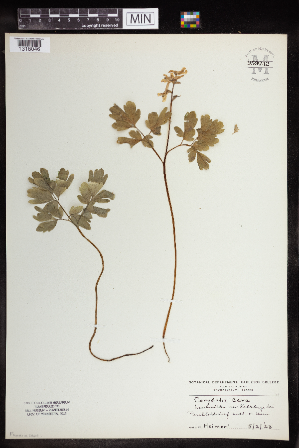 Corydalis cava image