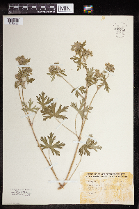 Geranium carolinianum image