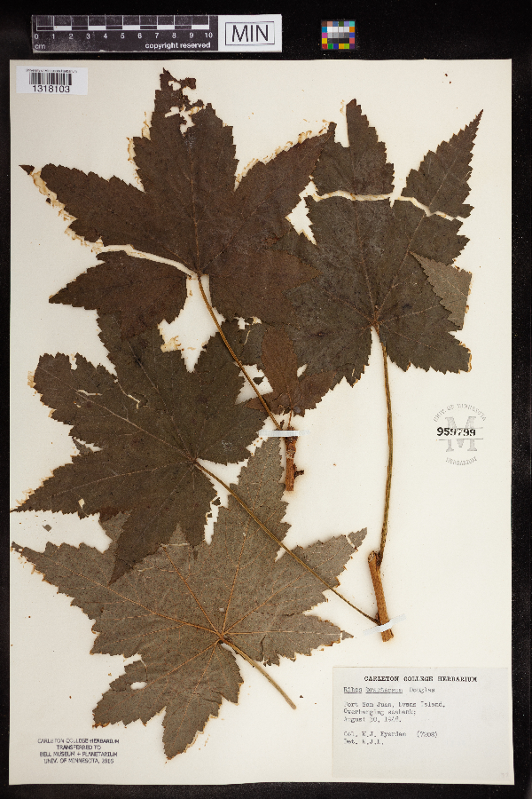 Ribes bracteosum image