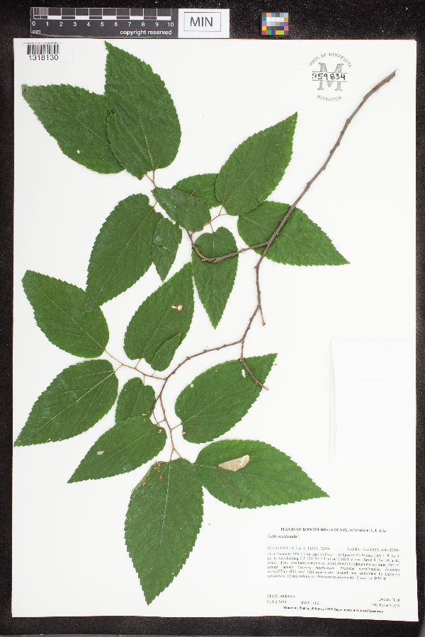 Celtis occidentalis image