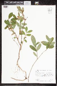 Lonicera caerulea var. villosa image