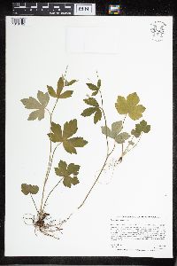 Image of Ranunculus hispidus