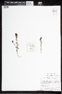 Euphrasia hudsoniana image