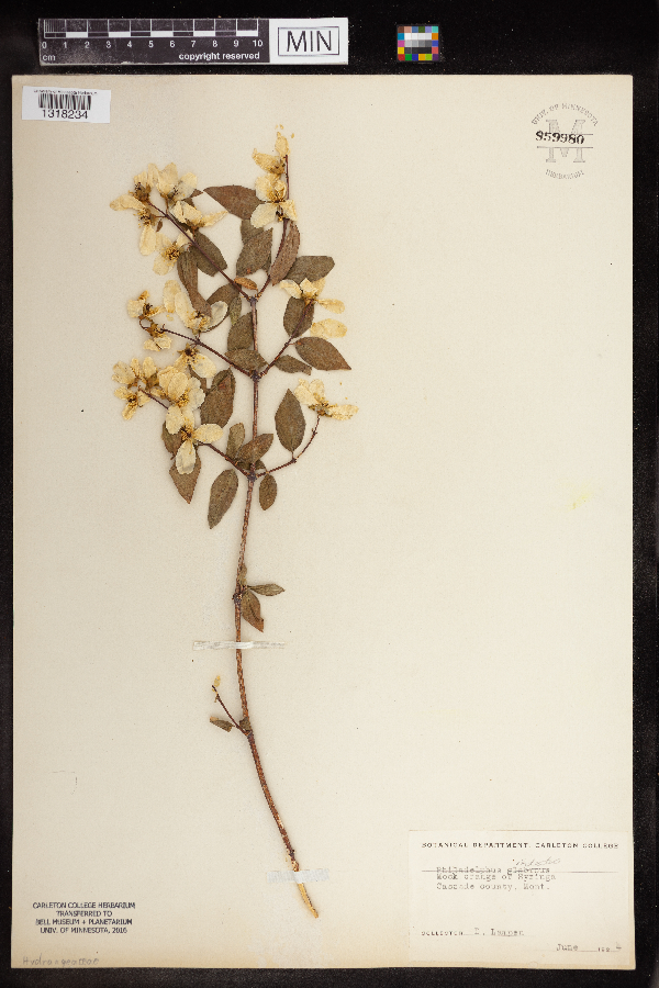 Philadelphus pubescens image