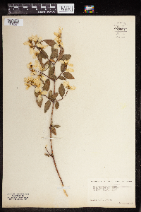 Image of Philadelphus pubescens