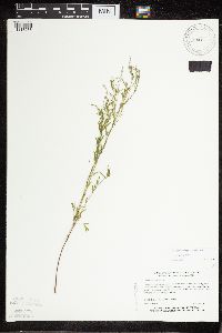 Image of Lechea stricta