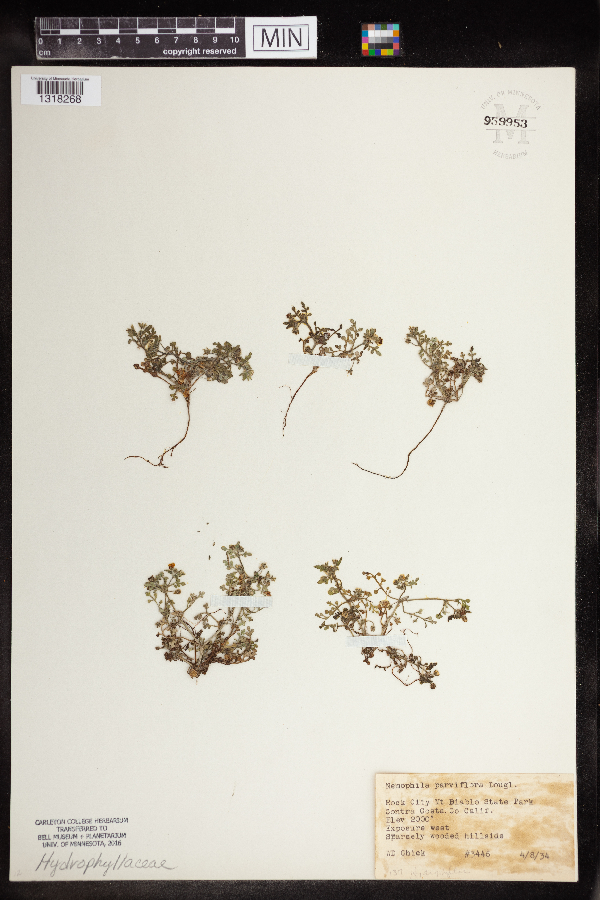 Nemophila parviflora image