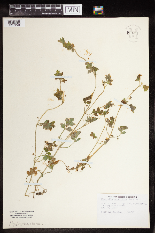 Nemophila parviflora image