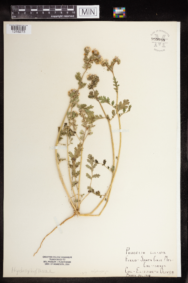 Phacelia ciliata image