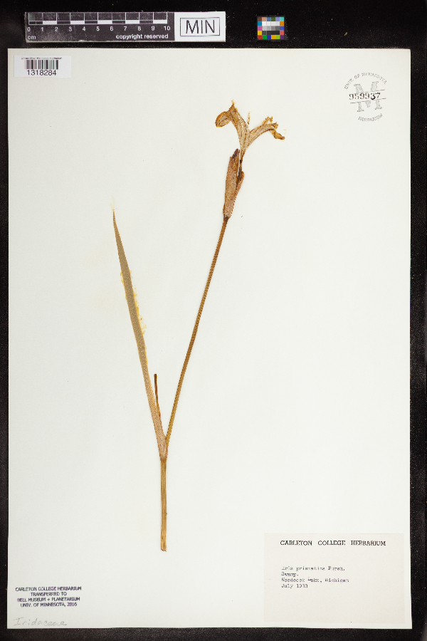 Iris prismatica image