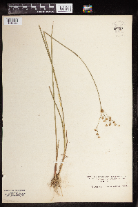 Juncus acuminatus image