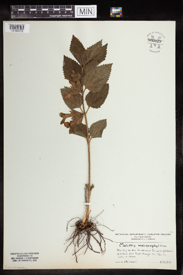 Melittis melissophyllum image
