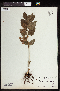 Image of Melittis melissophyllum