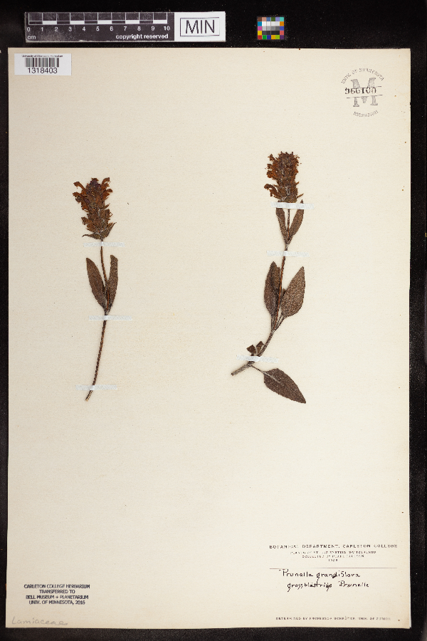 Prunella grandiflora image