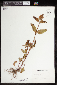 Prunella vulgaris image