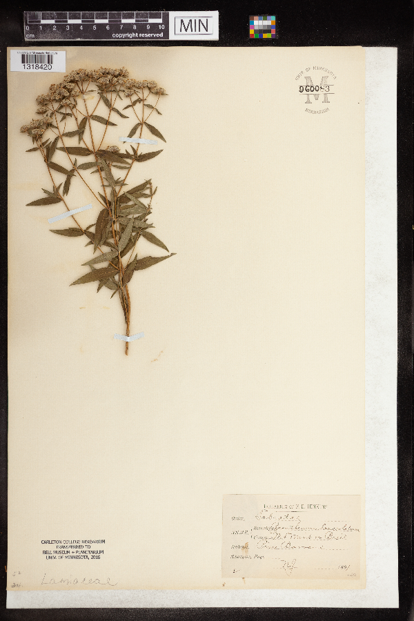 Pycnanthemum lanceolatum image