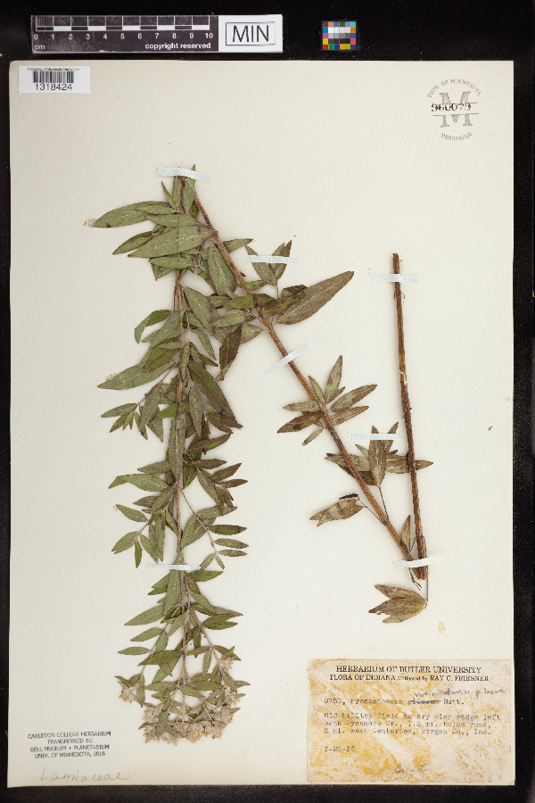 Pycnanthemum verticillatum var. pilosum image