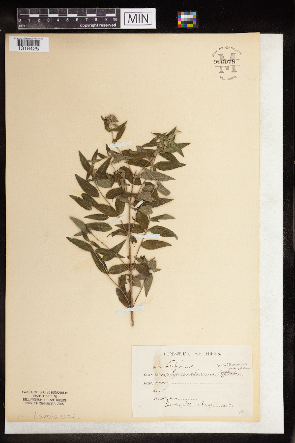 Pycnanthemum verticillatum image