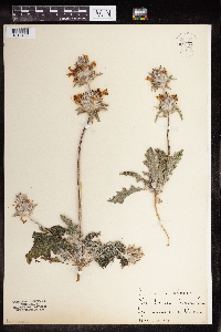 Image of Salvia carduacea