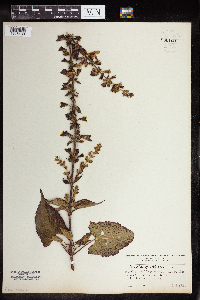 Image of Salvia glutinosa