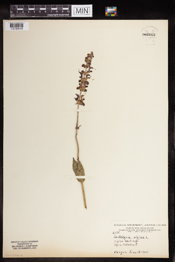 Scutellaria alpina image