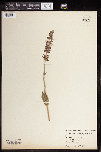 Scutellaria alpina image