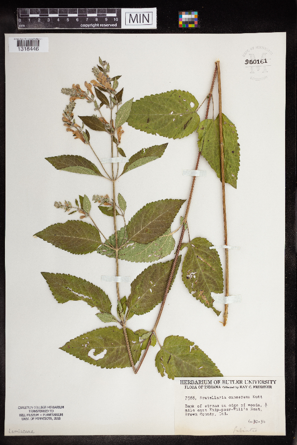 Scutellaria canescens image