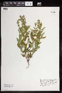 Scutellaria galericulata image