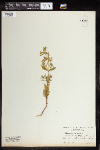Image of Stachys annua