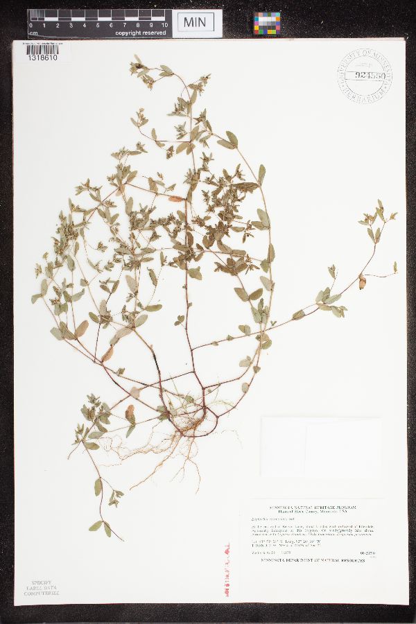 Euphorbia vermiculata image