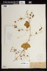 Image of Passiflora lutea