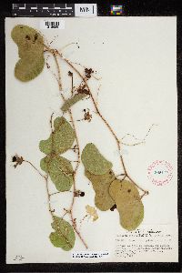 Image of Passiflora bicornis