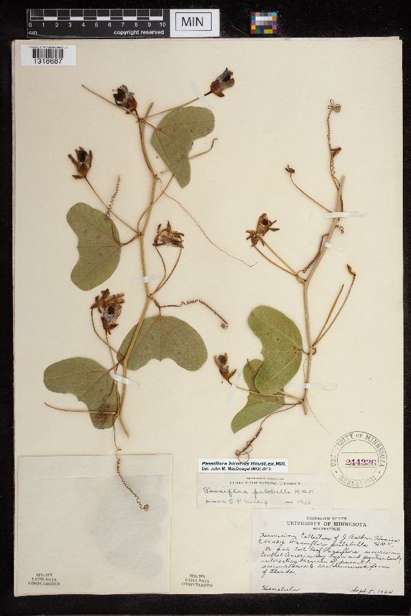 Passiflora bicornis image