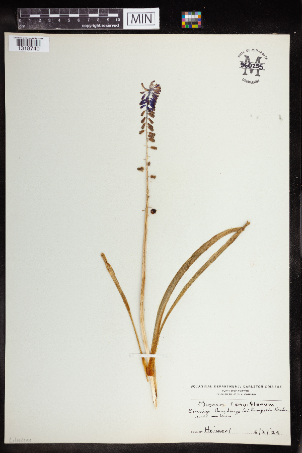 Leopoldia tenuiflora image